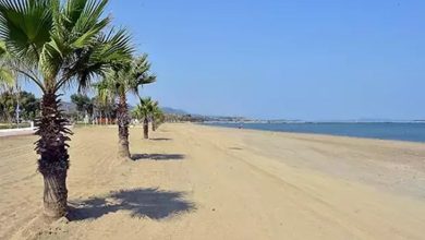 Fotoğrafta geniş bir kumsal görülüyor. Sol tarafta düzenli aralıklarla sıralanmış palmiye ağaçları yer alıyor. Sağ tarafta ise deniz uzanıyor. Gökyüzü açık ve tamamen mavi, hiç bulut yok. Uzakta ise hafifçe görünen tepeler ve kıyı şeridi seçiliyor. Genel olarak huzurlu ve sakin bir yaz fotoğrafı.