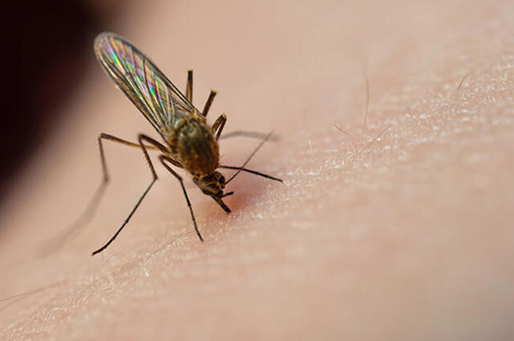 Sivrisinek İnsandan İnsana Virüs Bulaştırır
