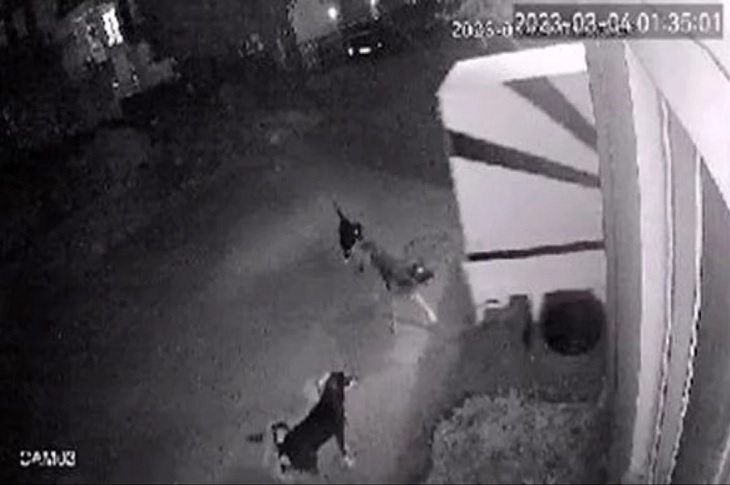 Ev kapısının önünde toplanan 3 sokak köpeği güvenlik kamerasına yansıyor.