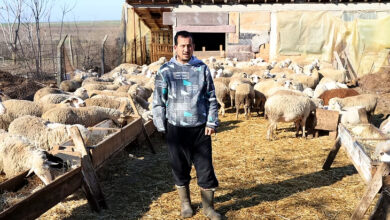 Fotoğrafta, koyunlarla dolu bir ağılda duran bir adam görülüyor. Üzerinde desenli bir kazak, siyah pantolon ve lastik çizmeler bulunuyor. Çevresinde saman kaplı bir zemin ve ahşap yemlikler var. Arkasında taş ve ahşaptan yapılmış, brandalarla kaplı bir yapı bulunuyor. Adam doğrudan kameraya bakıyor ve çevresindeki koyunlar yem yemeye devam ediyor.