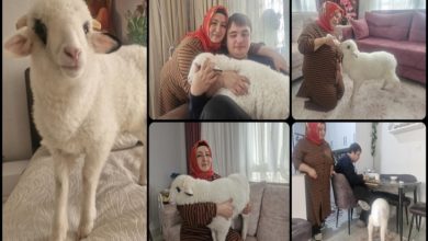 Bir kolajda, ev ortamında bakılan beyaz bir kuzu ve onunla ilgilenen anne-oğul görülüyor; kuzu koltukta, salonda ve odalarda ailenin bir ferdi gibi şefkatle taşınıp besleniyor.