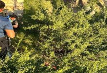 Görselde, yoğun bitki örtüsü ve dere yatağına benzer bir alanda bulunan bir kişiye ekiplerin müdahale ettiği görülüyor. Sol tarafta güvenlik görevlileri yer alırken, çalılıkların arasında kalan kişiye ulaşılmaya çalışılıyor. Olay bölgesi doğal ve engebeli bir arazi görünümünde.