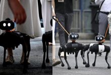 Görselde, küçük boyutlu, dört ayaklı robot köpekler yer alıyor. Gövdeleri siyah, kompakt ve mekanik bir tasarıma sahip. Ön kısımlarında iki yuvarlak ışık bulunuyor; bu ışıklar göz benzeri bir görünüm veriyor. Sol tarafta, bir robot köpek bir kişi tarafından tasma ile yürütülüyor. Kişi spor ayakkabı ve açık renk bir etek giymiş. Robot köpek onun yanında düzenli şekilde ilerliyor. Sağ tarafta, iki robot köpek yine tasma ile yürütülüyor. Çevrede birkaç insan var ve ortam açık hava bir sokak gibi görünüyor. Robotlar yan yana, senkronize biçimde hareket ediyor. Genel olarak resim, insan–robot etkileşimini, özellikle de robot köpeklerin günlük yaşamda yürüyüşe çıkarılabilecek kadar gelişmiş olduğunu gösteren bir sahne sunuyor.